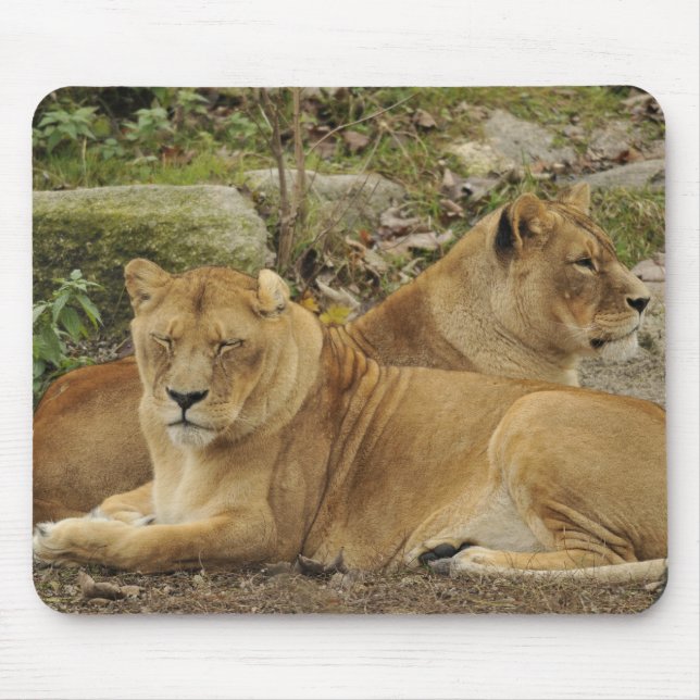 Tapis De Souris Lionne  (Devant)