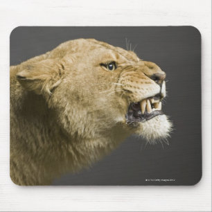 Tapis De Souris Lionne hurlant 2