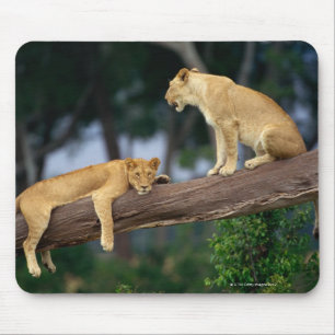 Tapis De Souris Lionnes dans un arbre