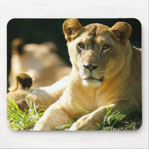 Tapis De Souris Lions