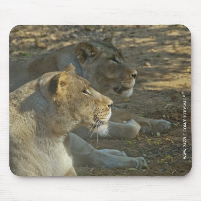 Tapis de souris Lions (Devant)