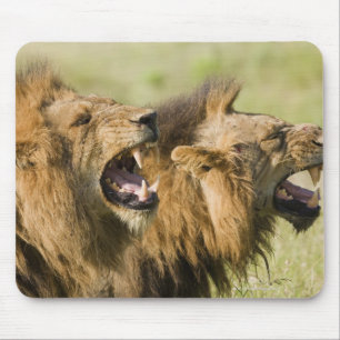 Tapis De Souris Lions masculins hurlant, un plus grand