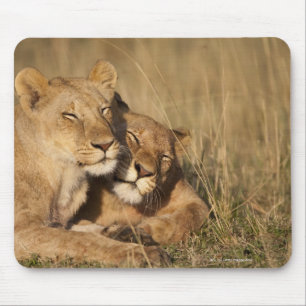 Tapis De Souris Lions   réservation de jeu d'Afrique, Kenya, Mara