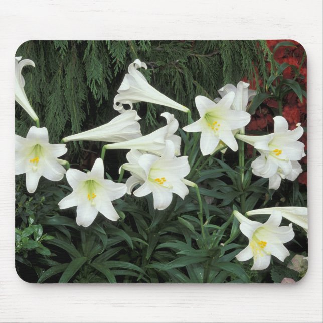 Tapis De Souris Lis de Pâques (Lilium regale) (Devant)