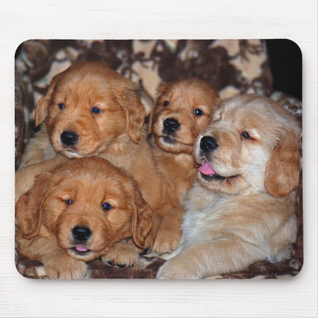 Tapis De Souris Litter Golden Retriever (Devant)