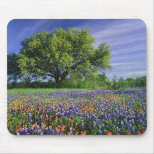 Tapis De Souris Live Oak & Texas Paintbrush et Texas