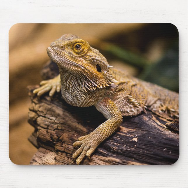 Tapis De Souris Lizards, reptiles, dragons (Devant)