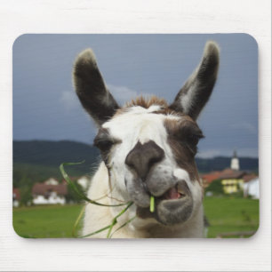 Tapis De Souris Llama la plus froide