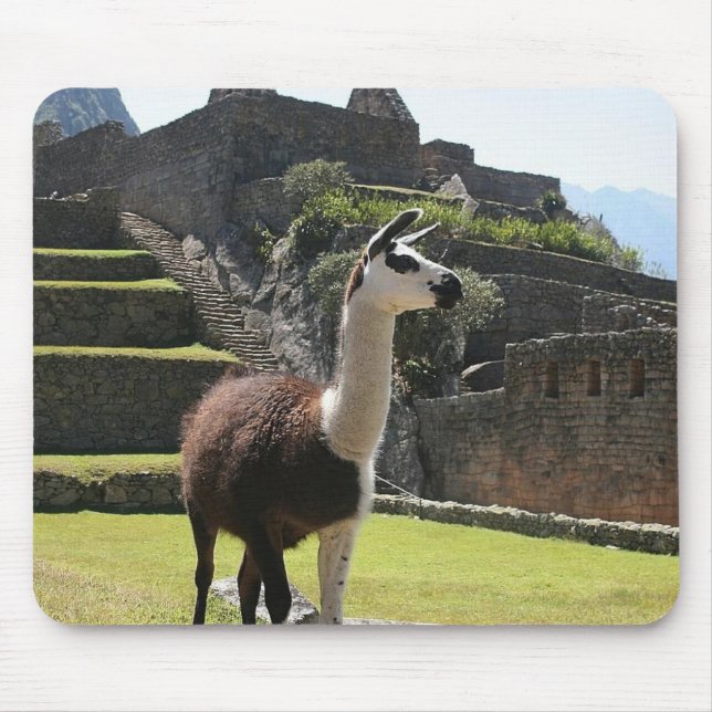 Tapis De Souris Llama Sauvage Près Des Ruines (Devant)