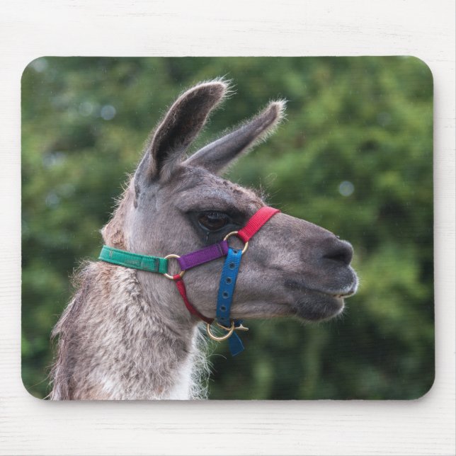 Tapis De Souris Llama supériorité (Devant)