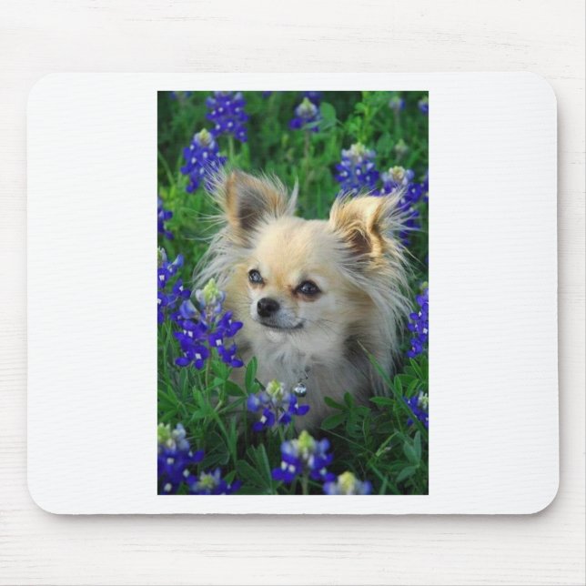 Tapis De Souris Long chiwawa de manteau dans les capots bleus (Devant)