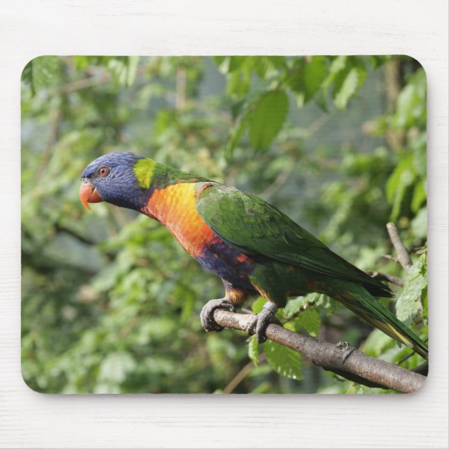 Tapis De Souris lorini, perroquet, lorikeet (Devant)