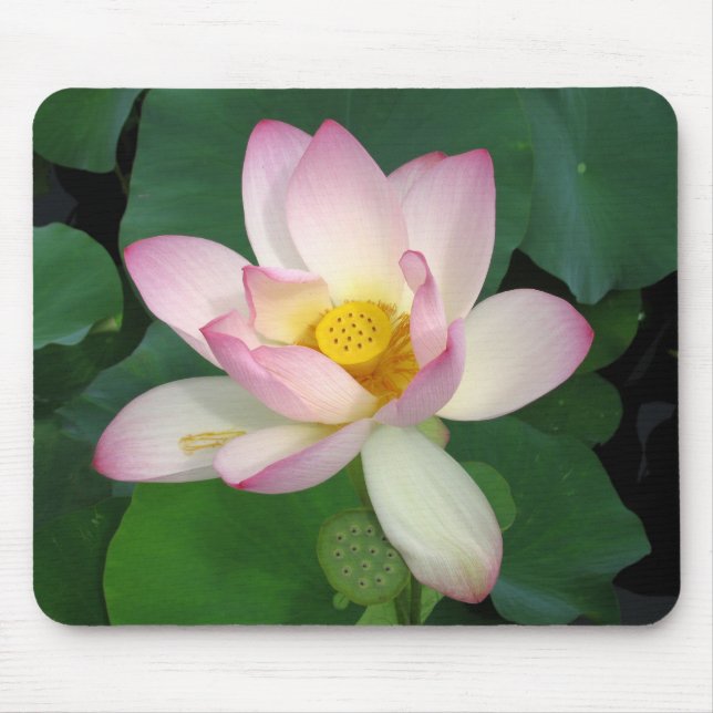 Tapis De Souris Lotus (Devant)