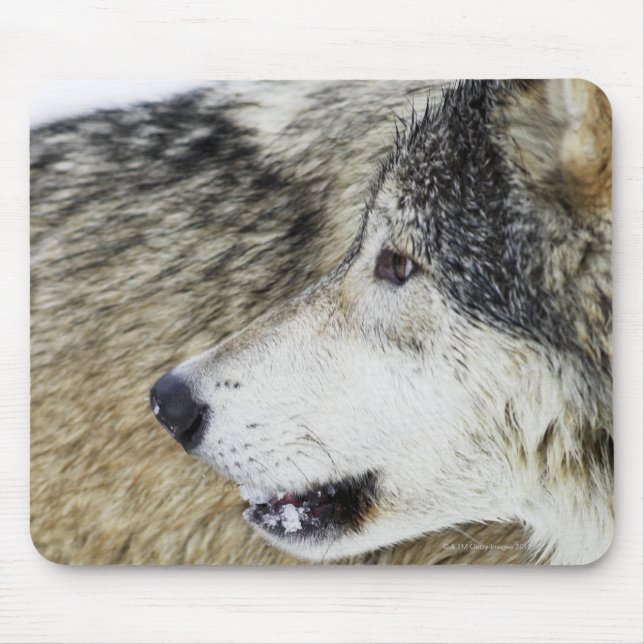 Tapis De Souris Loup (Devant)