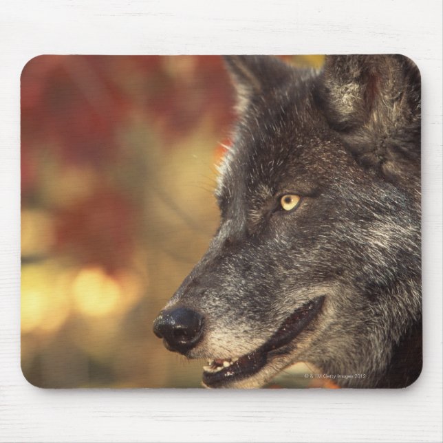 Tapis De Souris Loup 2 (Devant)