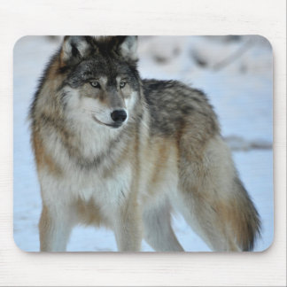 Tapis De Souris Loup gris