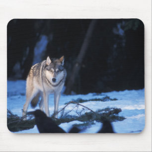 Tapis De Souris loup gris, Canis lupus, dans les contreforts