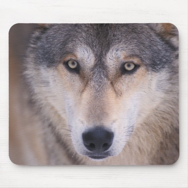 Tapis De Souris loup gris, Canis lupus, gros plan des yeux (Devant)