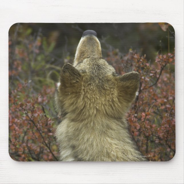 Tapis De Souris Loup gris (lupus de Canis) (Devant)