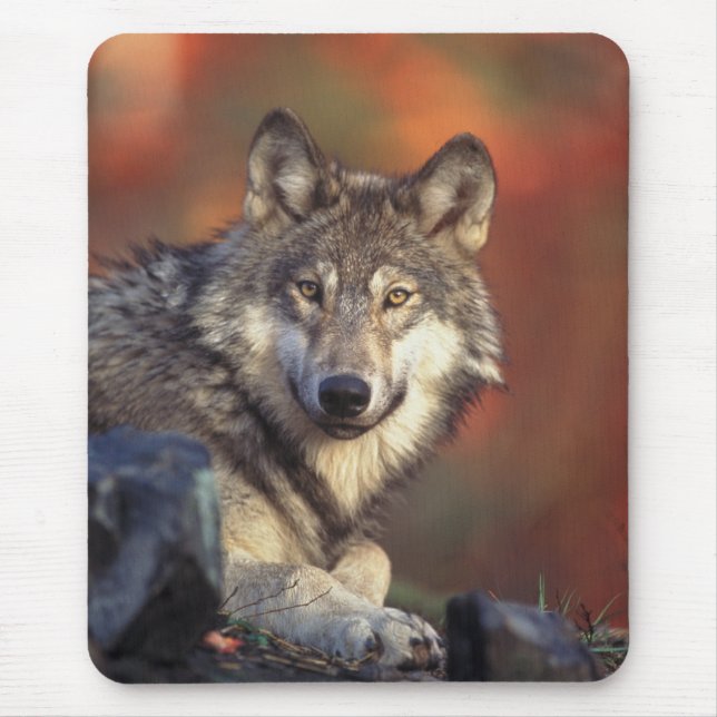 Tapis De Souris Loup gris Mousepad (Devant)