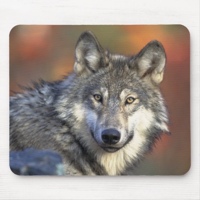 Tapis De Souris Loup gris Mousepad (Devant)