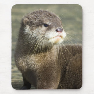 Tapis De Souris Loutre mignonne de bébé