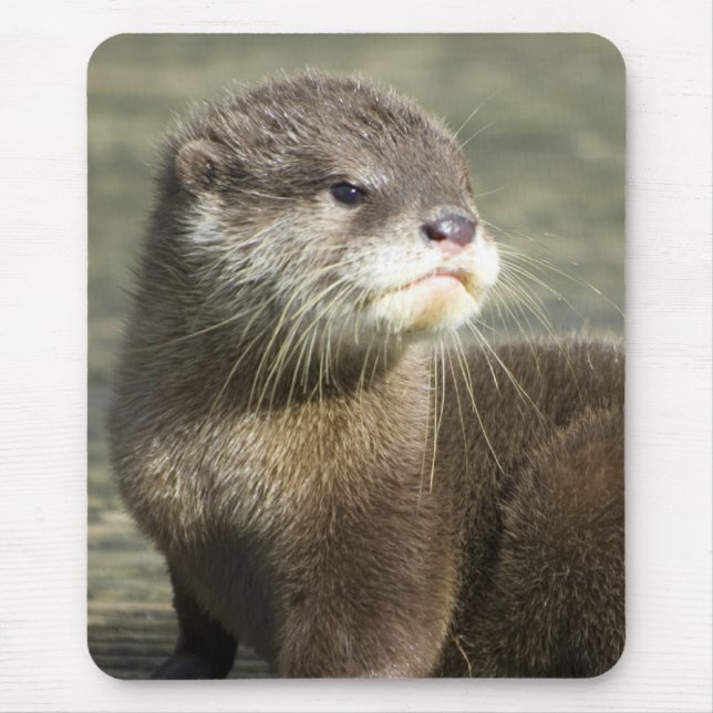 Tapis De Souris Loutre mignonne de bébé (Devant)