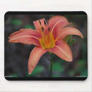 Tapis De Souris Lovely Tawny Daylily Vêtements et cadeaux