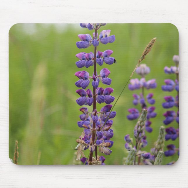Tapis De Souris Lupins Alaskans lavande (Devant)