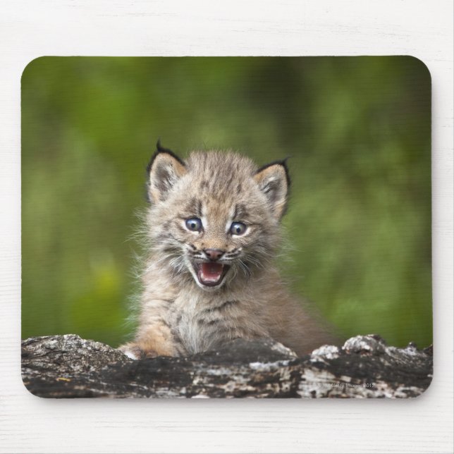 Tapis De Souris Lynx Bébé (Lynx Canadensis) Surplombant Un (Devant)