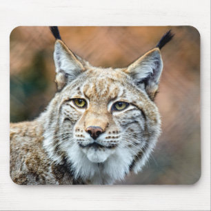 Tapis De Souris Lynx Bobcat Wildlife