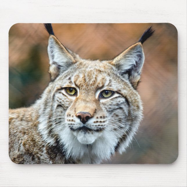 Tapis De Souris Lynx Bobcat Wildlife (Devant)