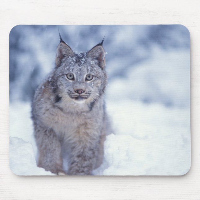 Tapis De Souris Lynx dans la neige dans les contreforts (Devant)