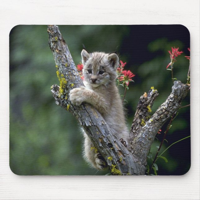 Tapis De Souris Lynx-petit chaton du Canada (Devant)