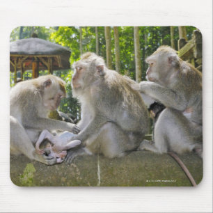 Tapis De Souris Macaque mangeur de crabes, Macaca fasciularis, à U