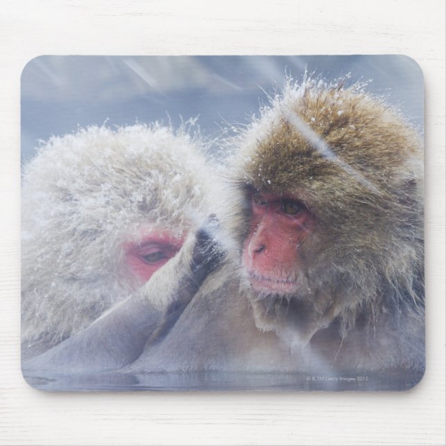 Tapis De Souris Macaques japonais (Macaca fuscata) Grooming in (Devant)