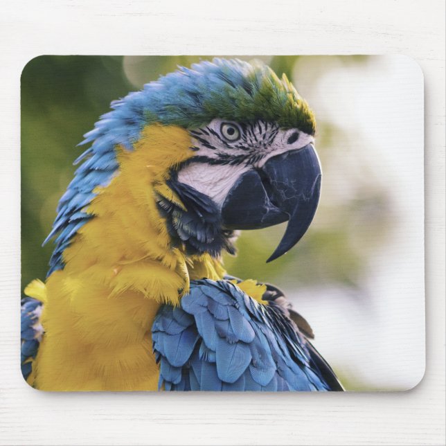 Tapis De Souris Macaw Parrot Profile Portrait Photograph (Devant)