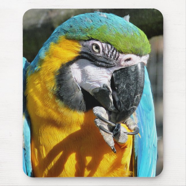 TAPIS DE SOURIS MACAWS (Devant)