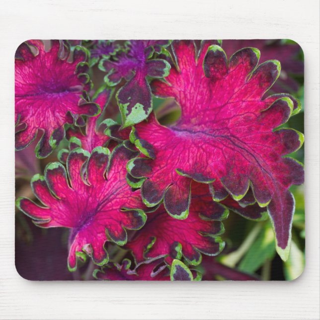 Tapis De Souris Macro Coleus (Devant)
