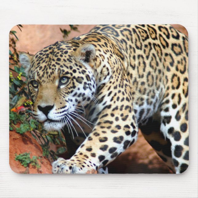 Tapis De Souris Macro Stalking Leopard (Devant)