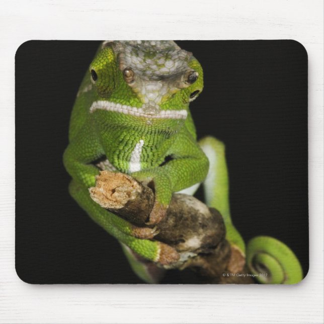 Tapis De Souris Madagascar (Devant)