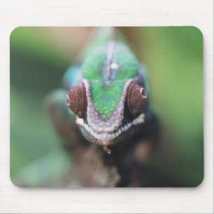 Tapis De Souris Madagascar, Caméléon panthère à barre rouge