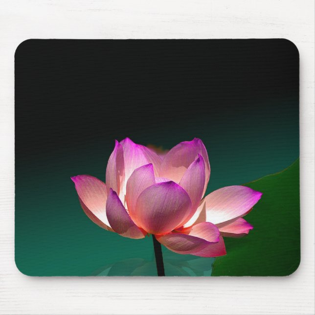 Tapis De Souris Magenta Lotus en pleine floraison, mousepad (Devant)