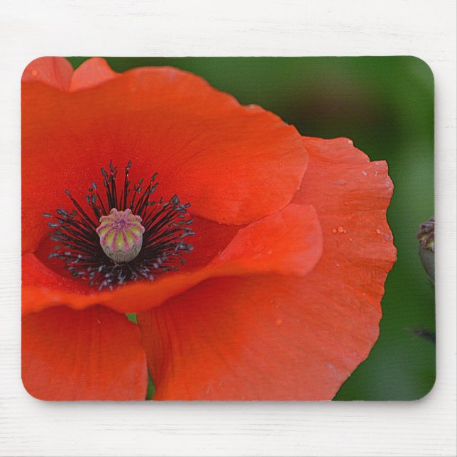Tapis De Souris Magnifique Pavot Rouge (Devant)