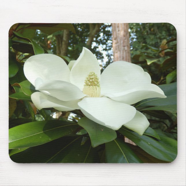 Tapis De Souris Magnolia Grandiflora (Devant)