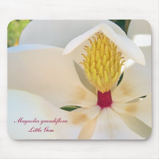 Tapis De Souris Magnolia grandiflora 'peu de Gem (Devant)