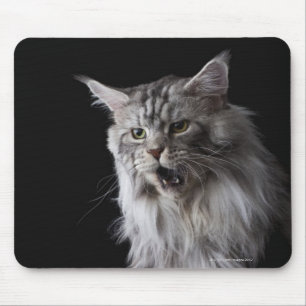 Tapis De Souris Maine Coon cat 2