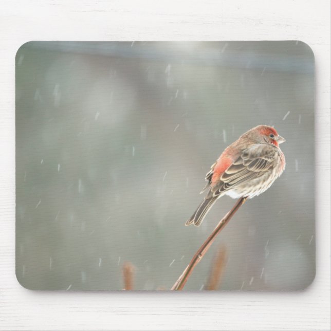 Tapis De Souris Maison Finch sur une succursale (Devant)