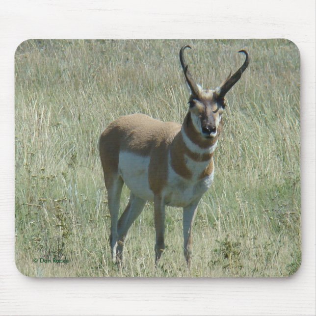 Tapis De Souris Mâle d'antilope d'A13 Pronghorn (Devant)