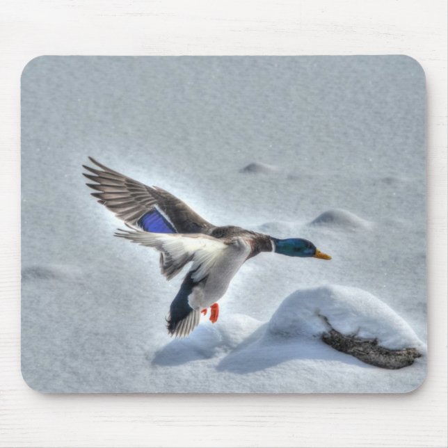 Tapis De Souris Mallard Dradlover Photo de la faune (Devant)